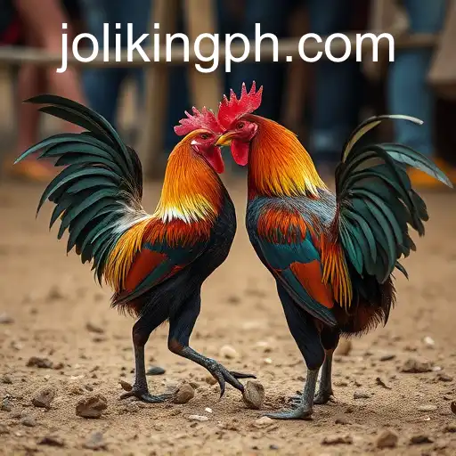 Exploring Cockfighting: Tradition and Controversy Online